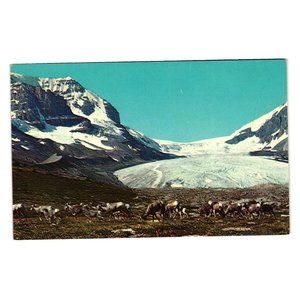 Vintage Postcard Mountain Sheep at Columbia Icefield Bighorns Athabasca Glacier